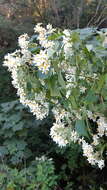 Image of Montanoa leucantha subsp. arborescens (A. P. DC.) V. A. Funk