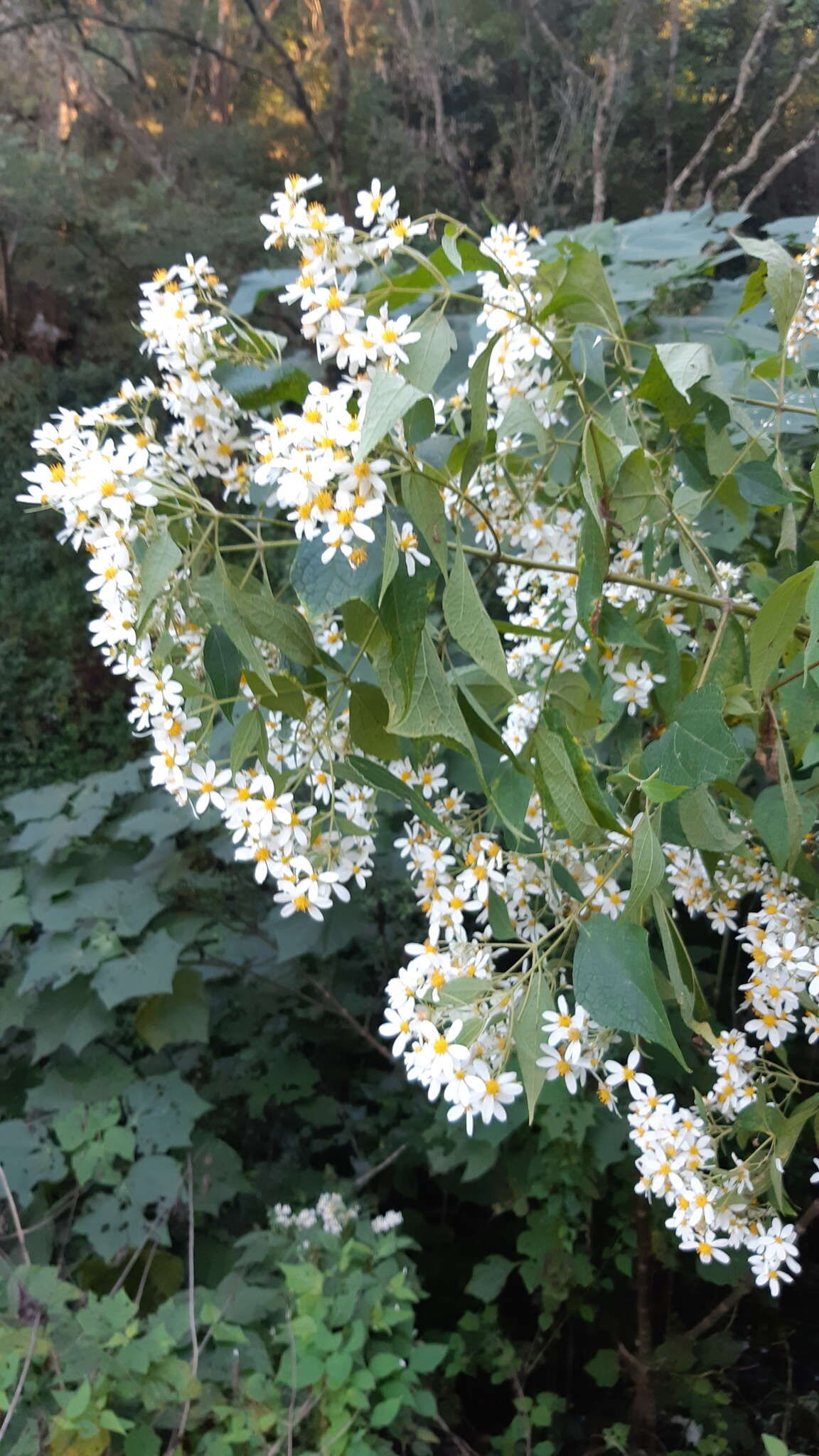 Image of Montanoa leucantha subsp. arborescens (A. P. DC.) V. A. Funk