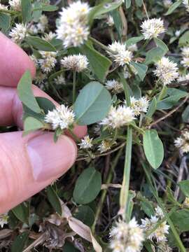 صورة Alternanthera ficoidea (L.) R. Br.