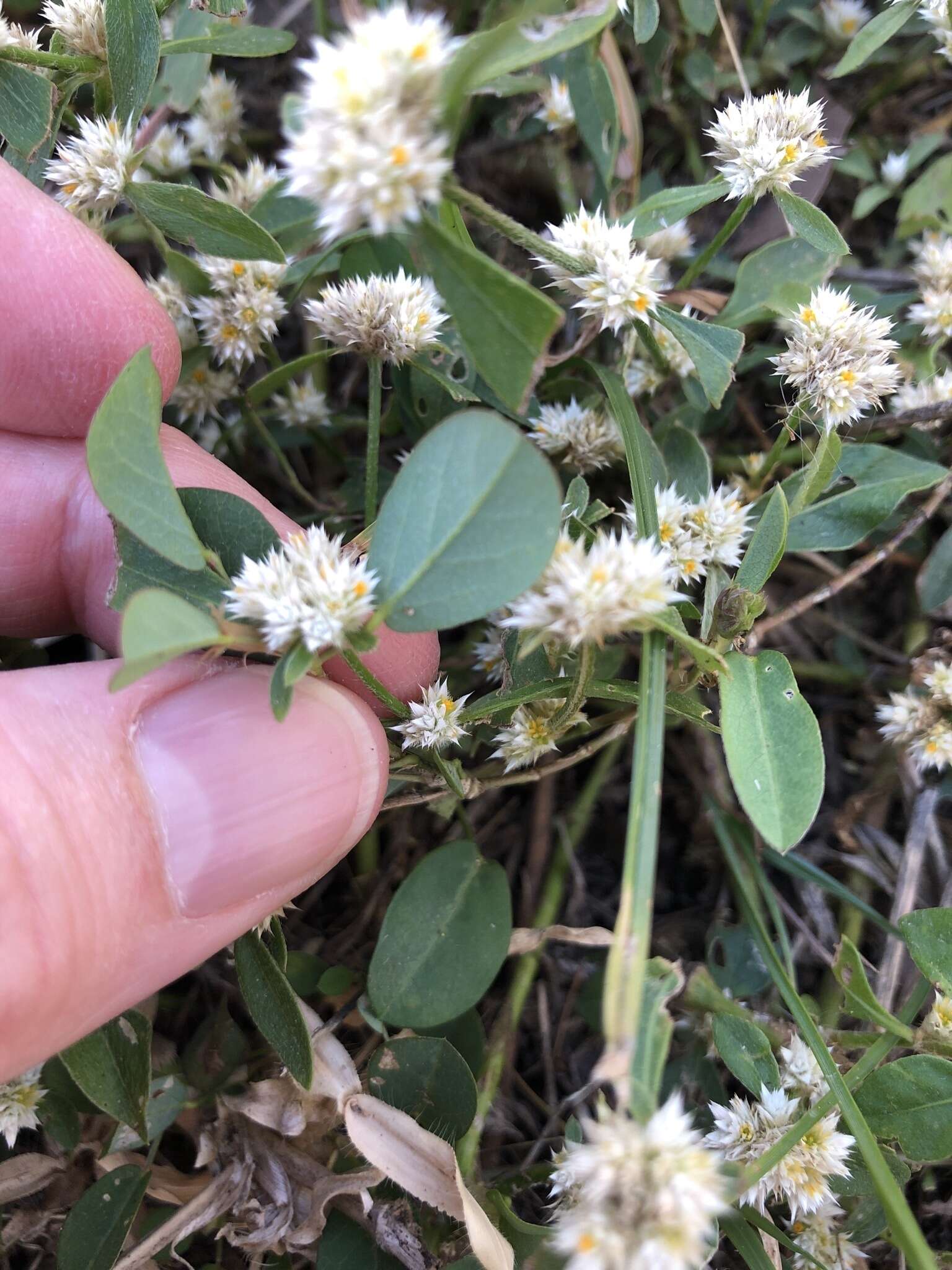 صورة Alternanthera ficoidea (L.) R. Br.