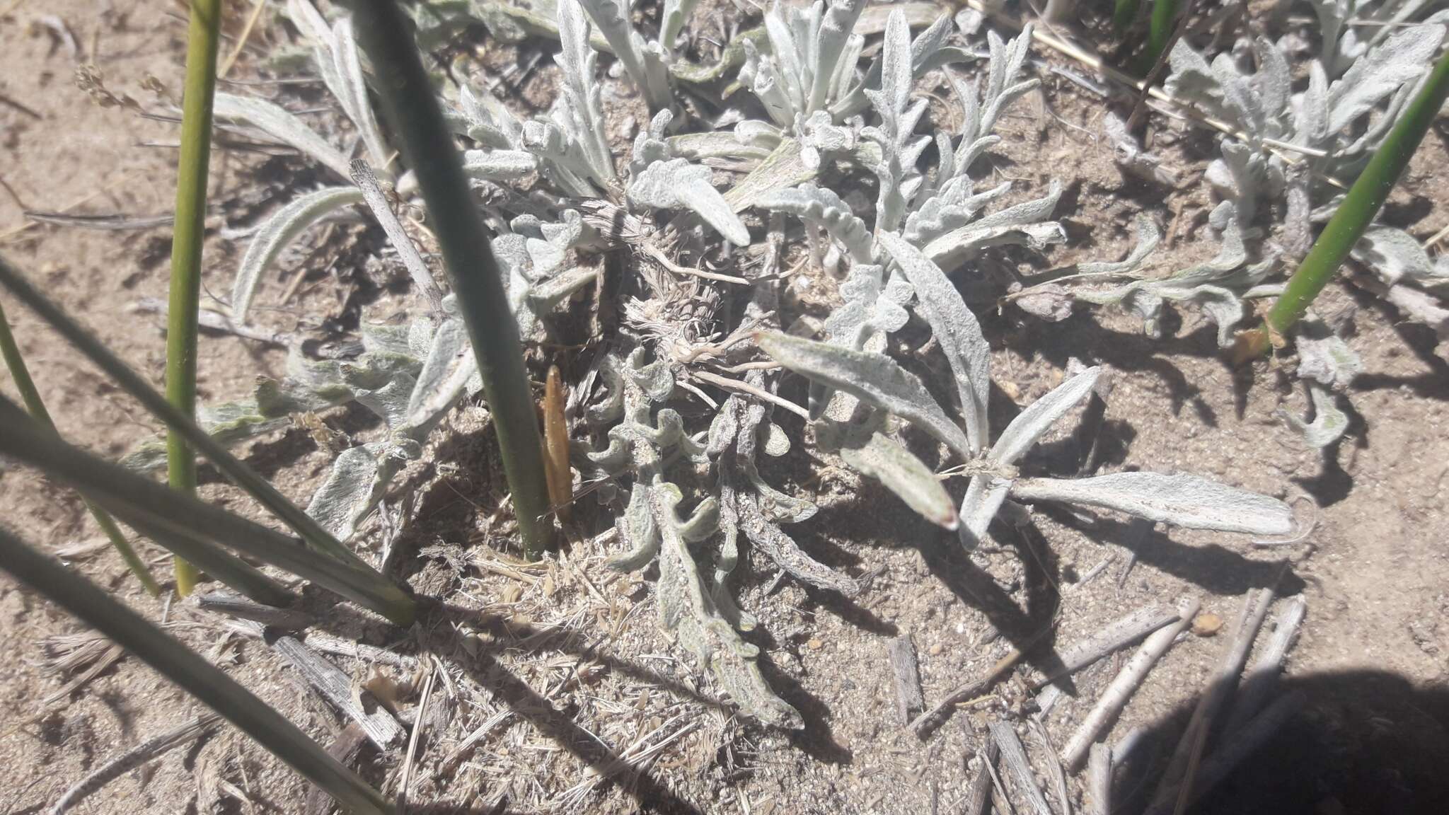 Leucheria candidissima Gill. & D. Don resmi