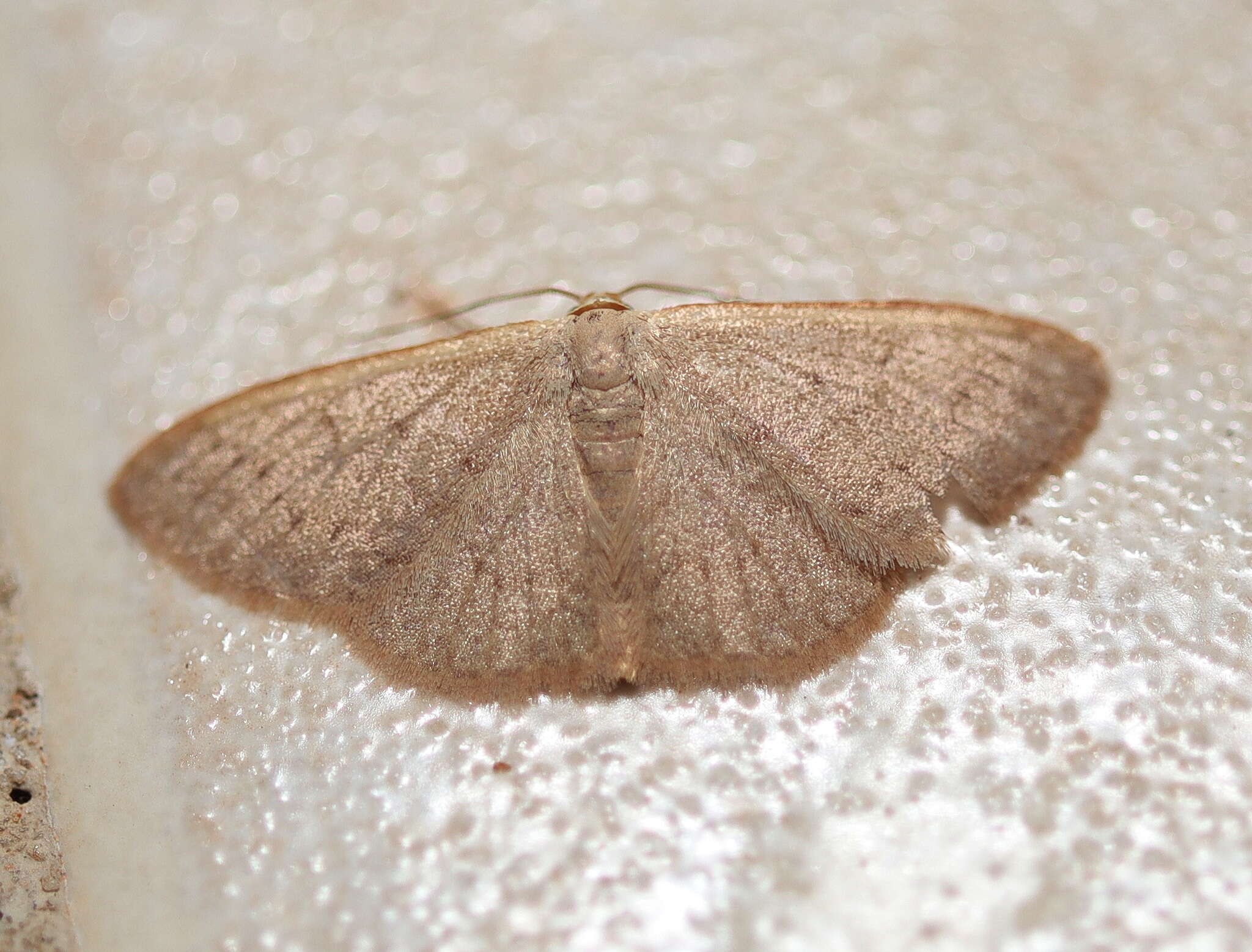 Image de Idaea uniformis Warren 1896