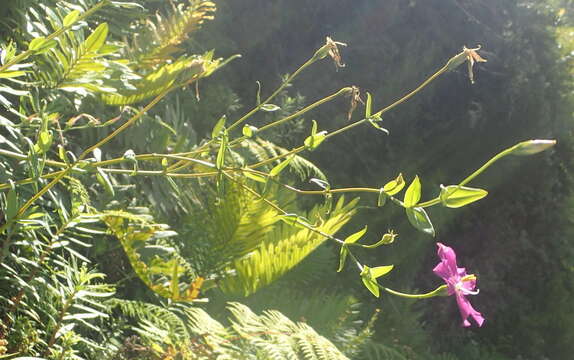 Image of Chironia melampyrifolia Lam.