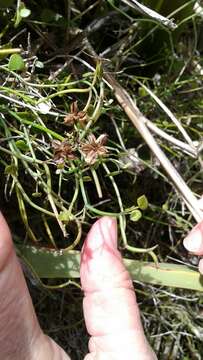 Image of Scandia geniculata (Forst. fil.) J. W. Dawson