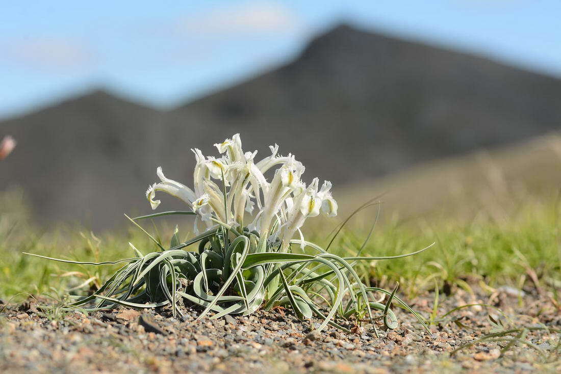 Image of Iris subdecolorata Vved.