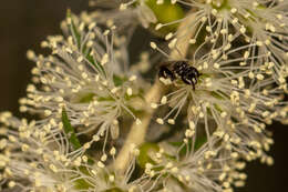 Image of Hylaeus aralis (Cockerell 1916)