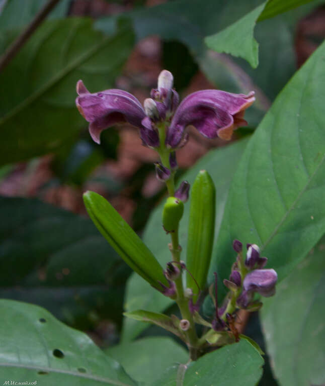 Image of Phlogacanthus gomezii (Nees) J. R. I. Wood