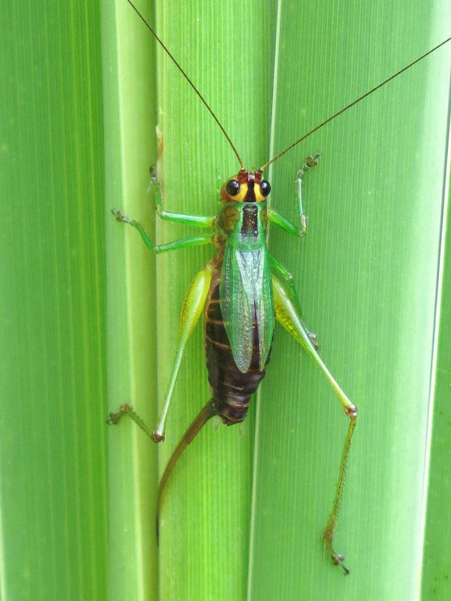 Слика од Conocephalus (Conocephalus) nigropleurum (Bruner & L. 1891)