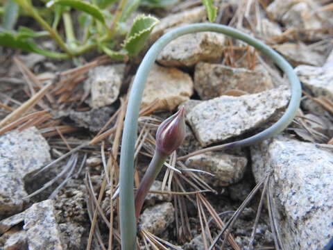 Image of San Bernardino Mountain onion