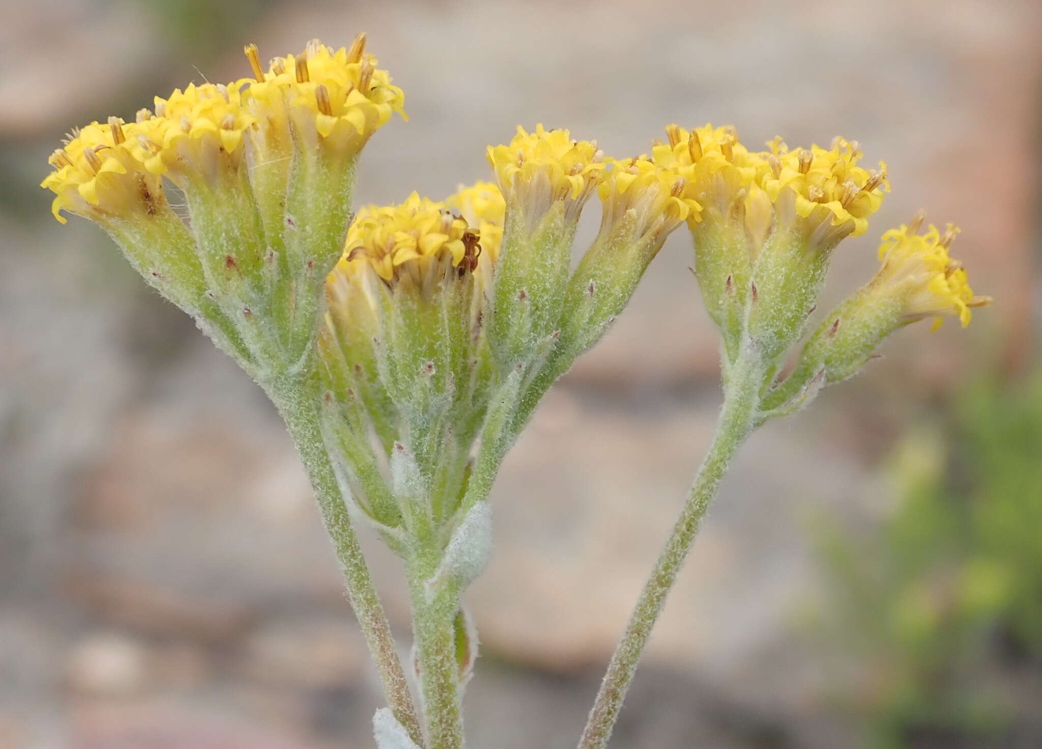 Image of Senecio pauciflosculosus C. Jeffrey