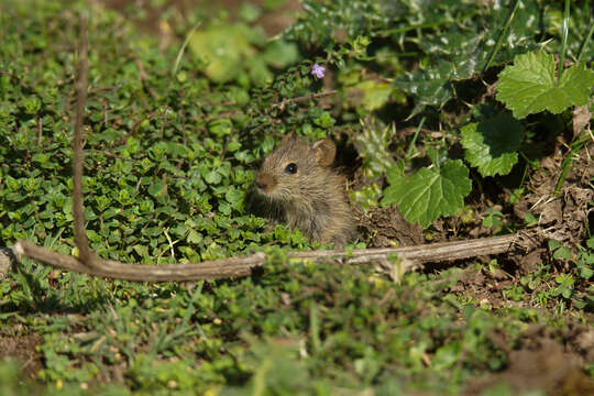 صورة Arvicanthis abyssinicus (Rüppell 1842)