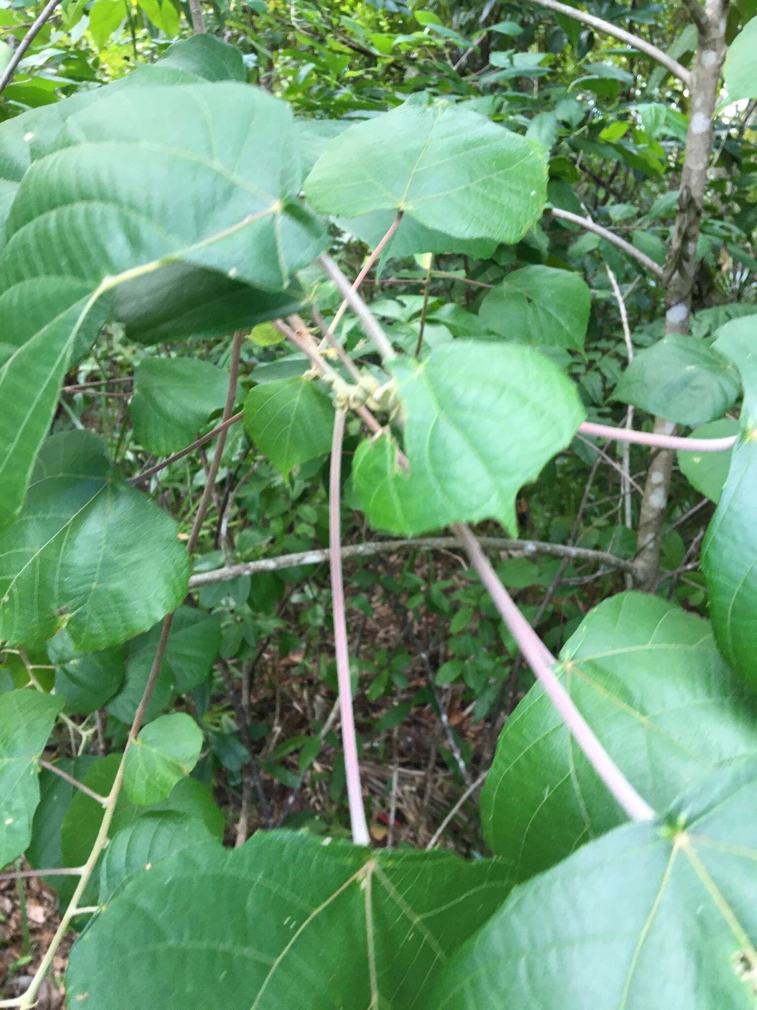 Image de Macaranga involucrata Baill.