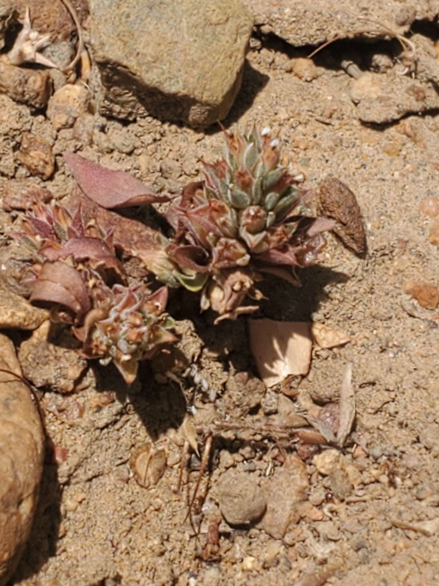 Image of Pleurophora pusilla Hook. & Arn.