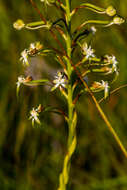 Image de Habenaria falcicornis (Lindl.) Bolus