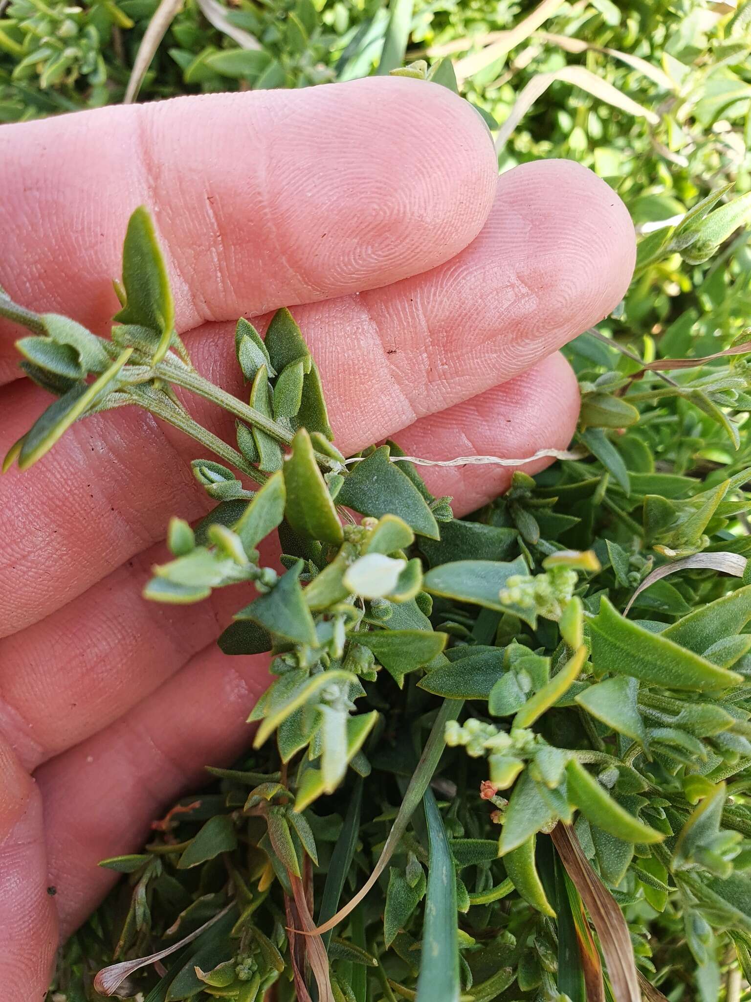 Plancia ëd Chenopodium nutans subsp. nutans