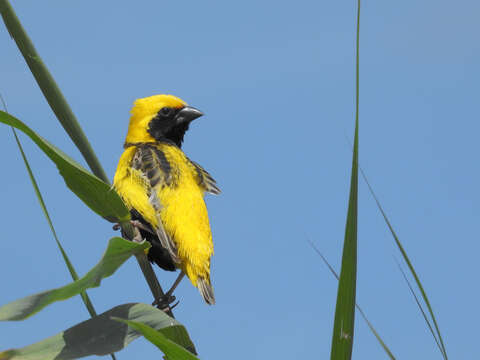 Image of Yellow-crowned Bishop