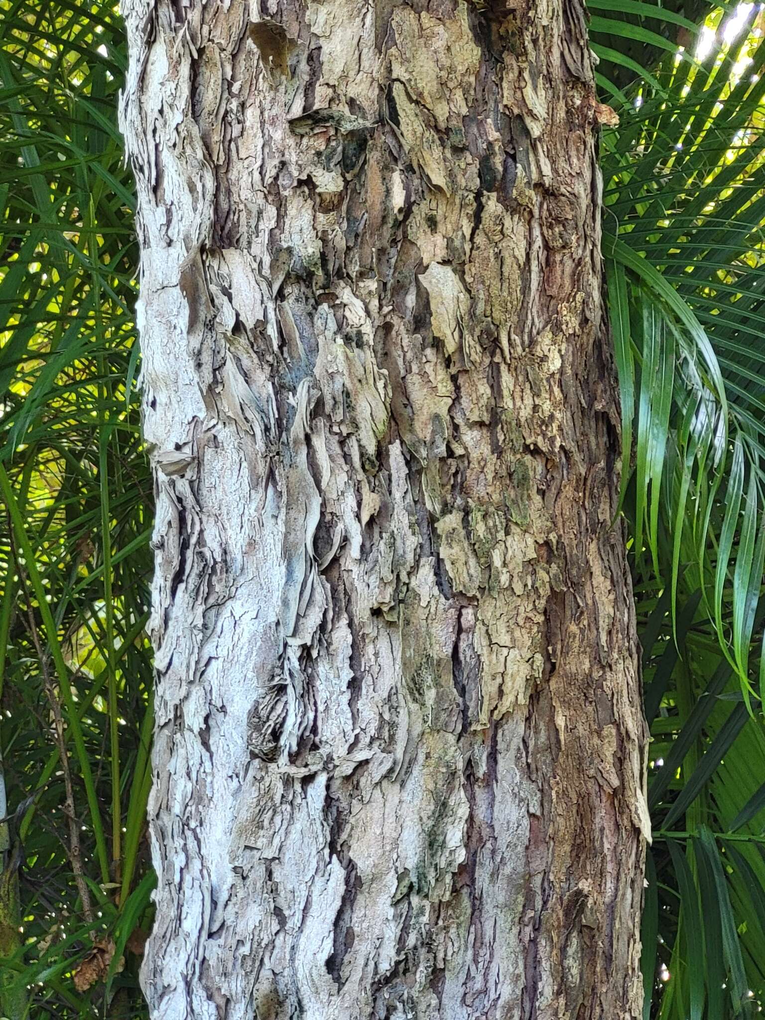 Image of bastard hogberry