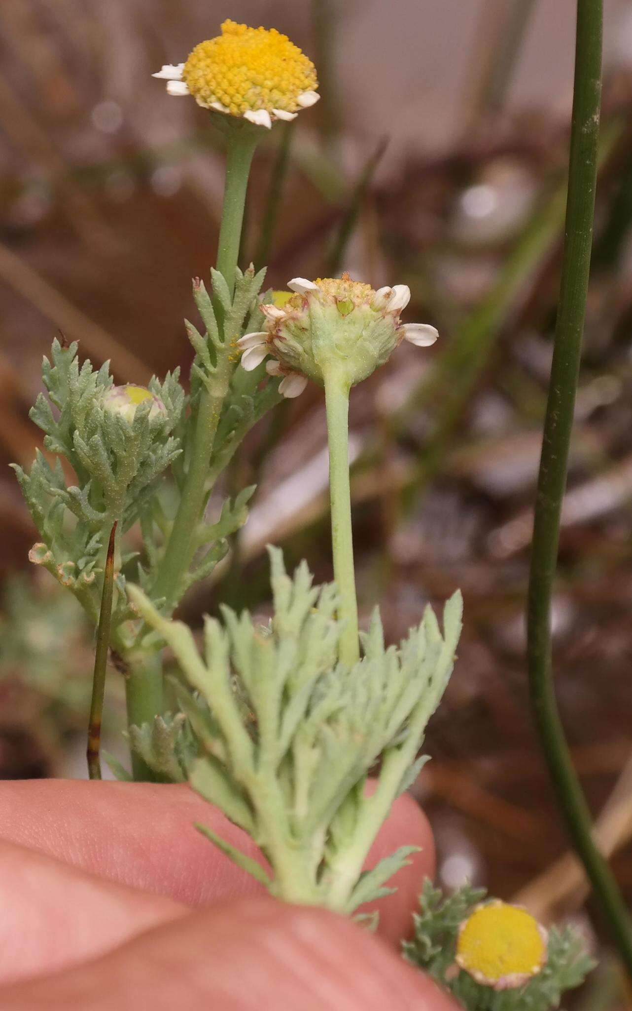 Image of <i>Cotula <i>nigellifolia</i></i> var. nigellifolia