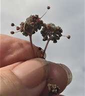 Crassula umbellata Thunb. resmi