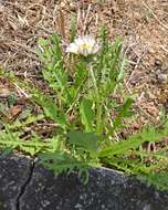 Taraxacum coreanum Nakai的圖片