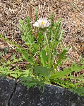 صورة Taraxacum coreanum Nakai