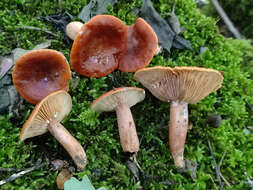 Imagem de Lactarius fulvissimus Romagn. 1954