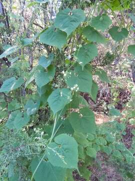 Image of Wild Balsam-Apple