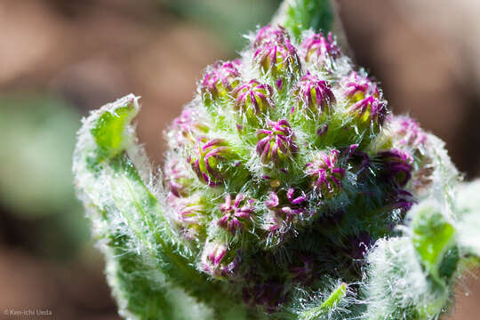 Image of rayless ragwort