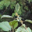 Image of Dunalia solanacea Kunth