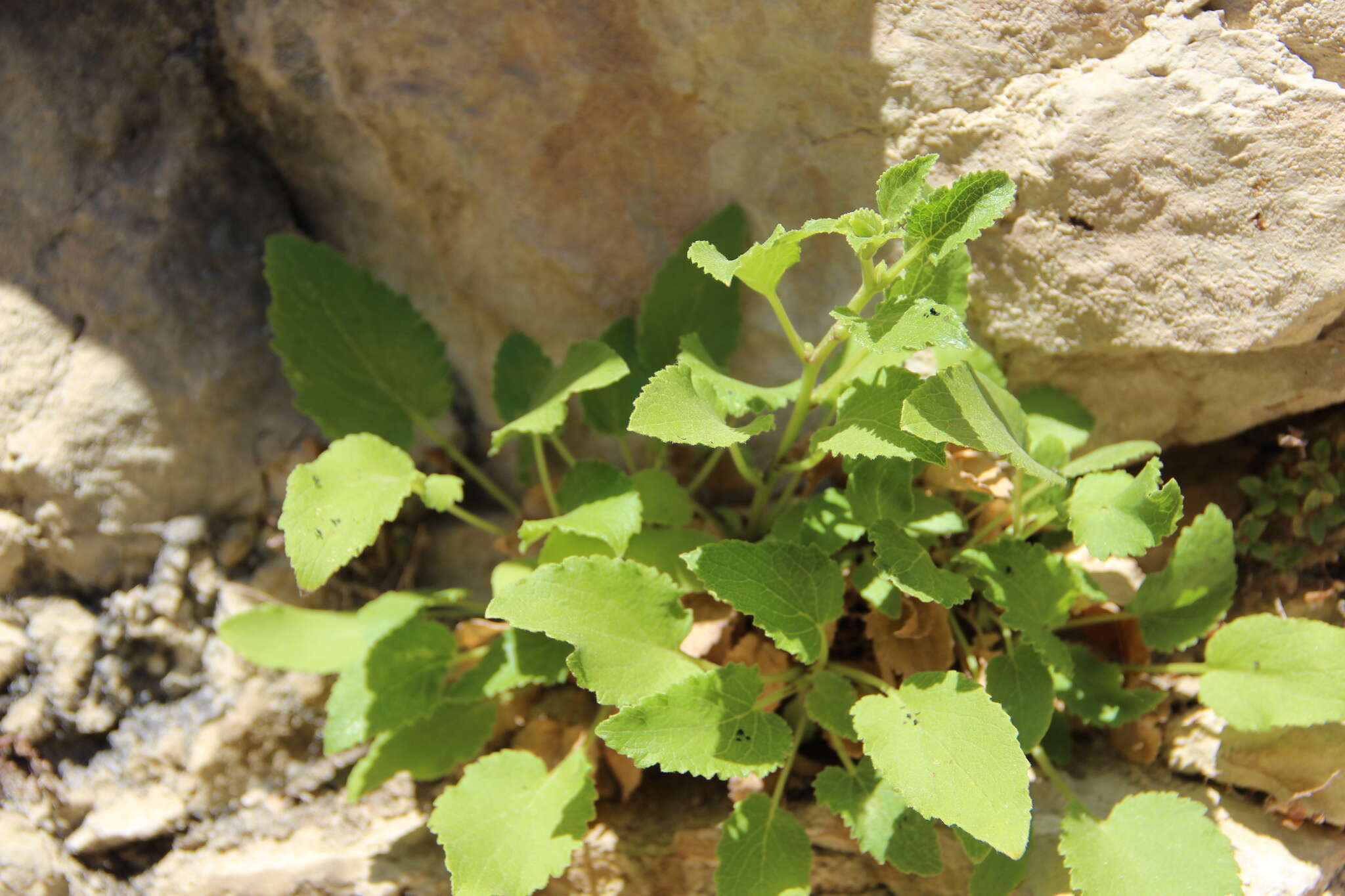 Image of Campanula pendula M. Bieb.