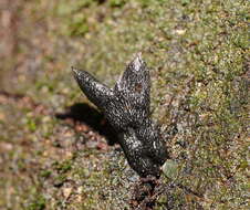 Imagem de Xylaria castorea Berk. 1855