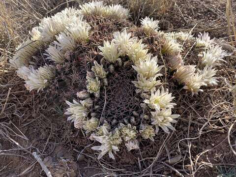 Image of little nipple cactus