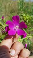 Callirhoe triangulata (Leavenw.) Gray resmi