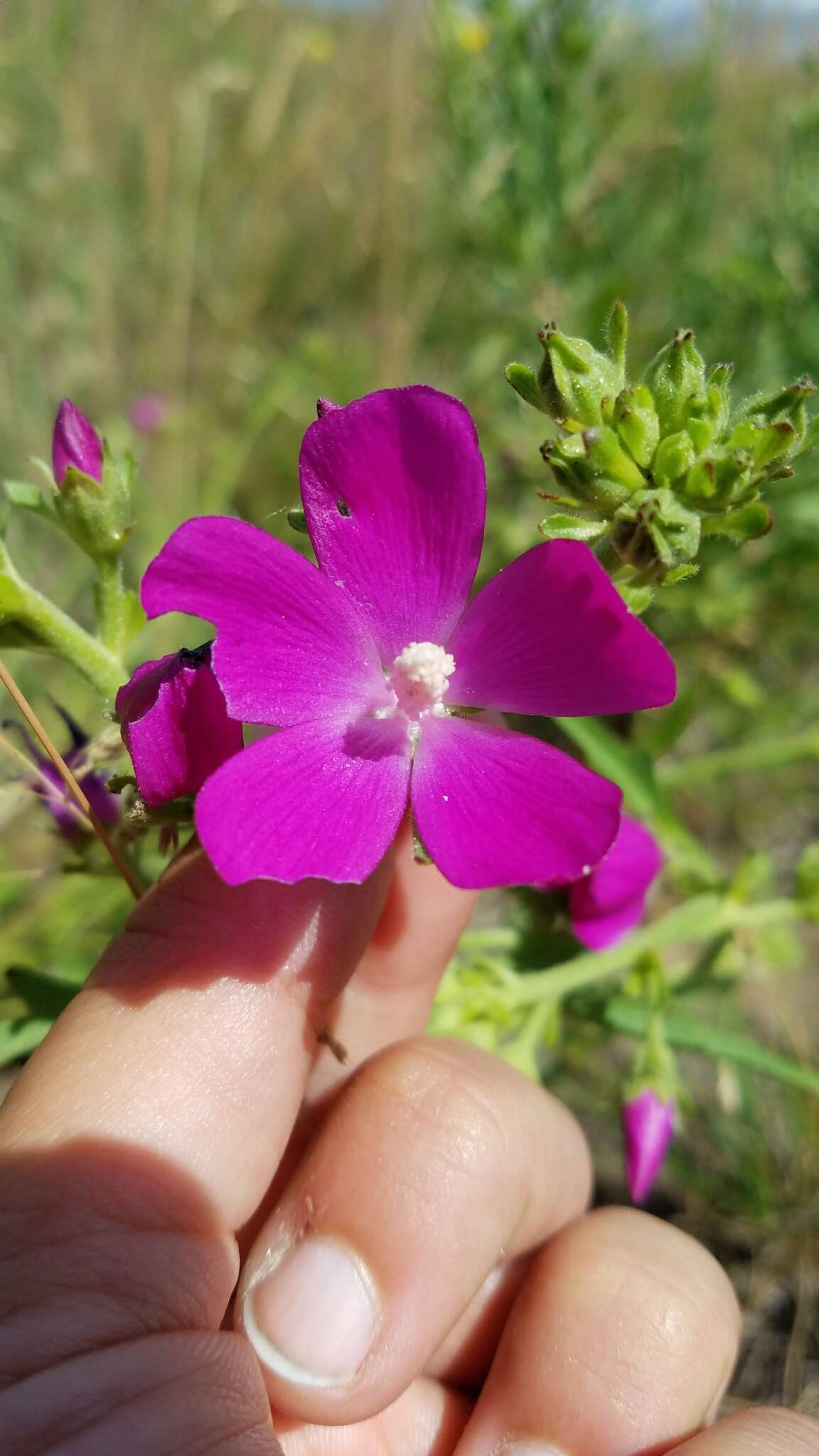 Callirhoe triangulata (Leavenw.) Gray resmi