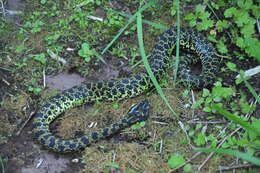 Protobothrops jerdonii (Günther 1875) resmi