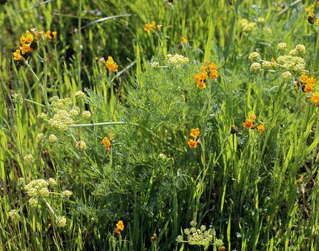 Lomatium caruifolium var. denticulatum (Jepson) Jeps.的圖片