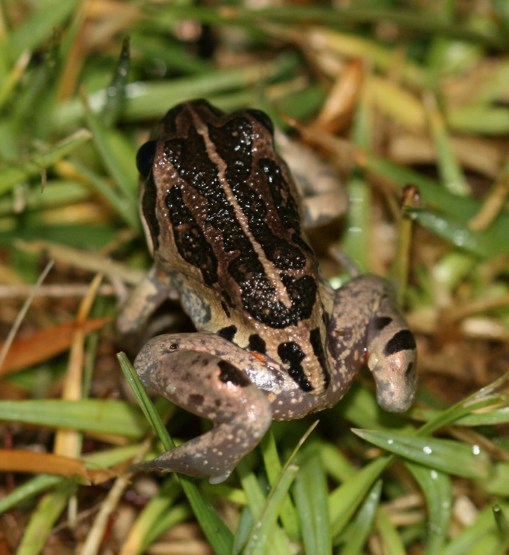 Image of Banjo Frog