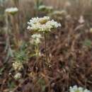 Слика од Chorizanthe stellulata Benth.