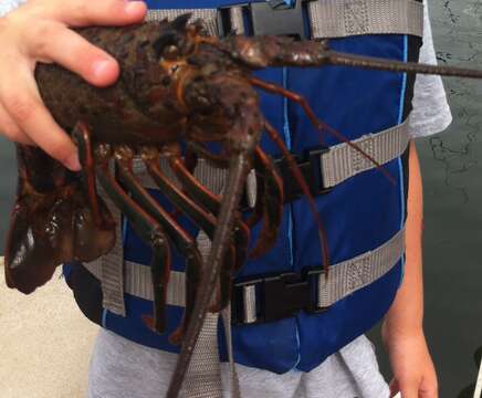 Image of California Spiny Lobster