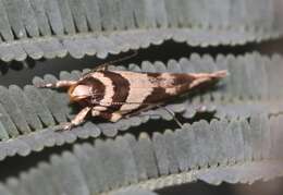 Image of Macrobathra desmotoma Meyrick 1886