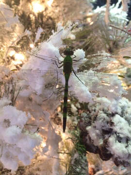 Image of Great Pondhawk