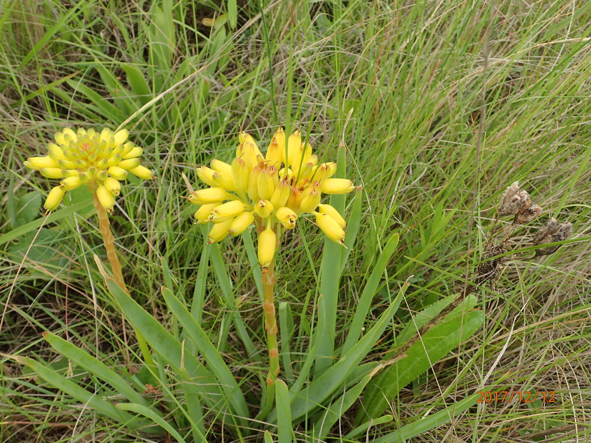 Image of Aloe ecklonis Salm-Dyck