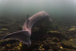 Image of Adriatic Sturgeon