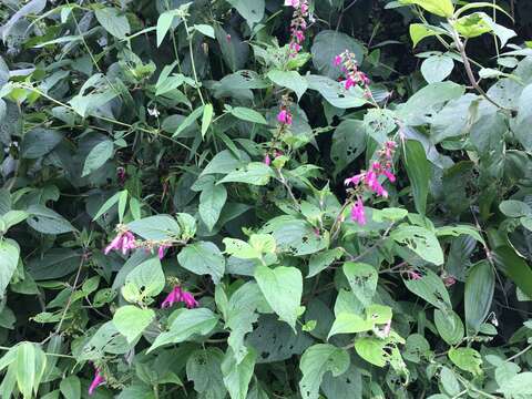 Salvia tortuosa Kunth resmi