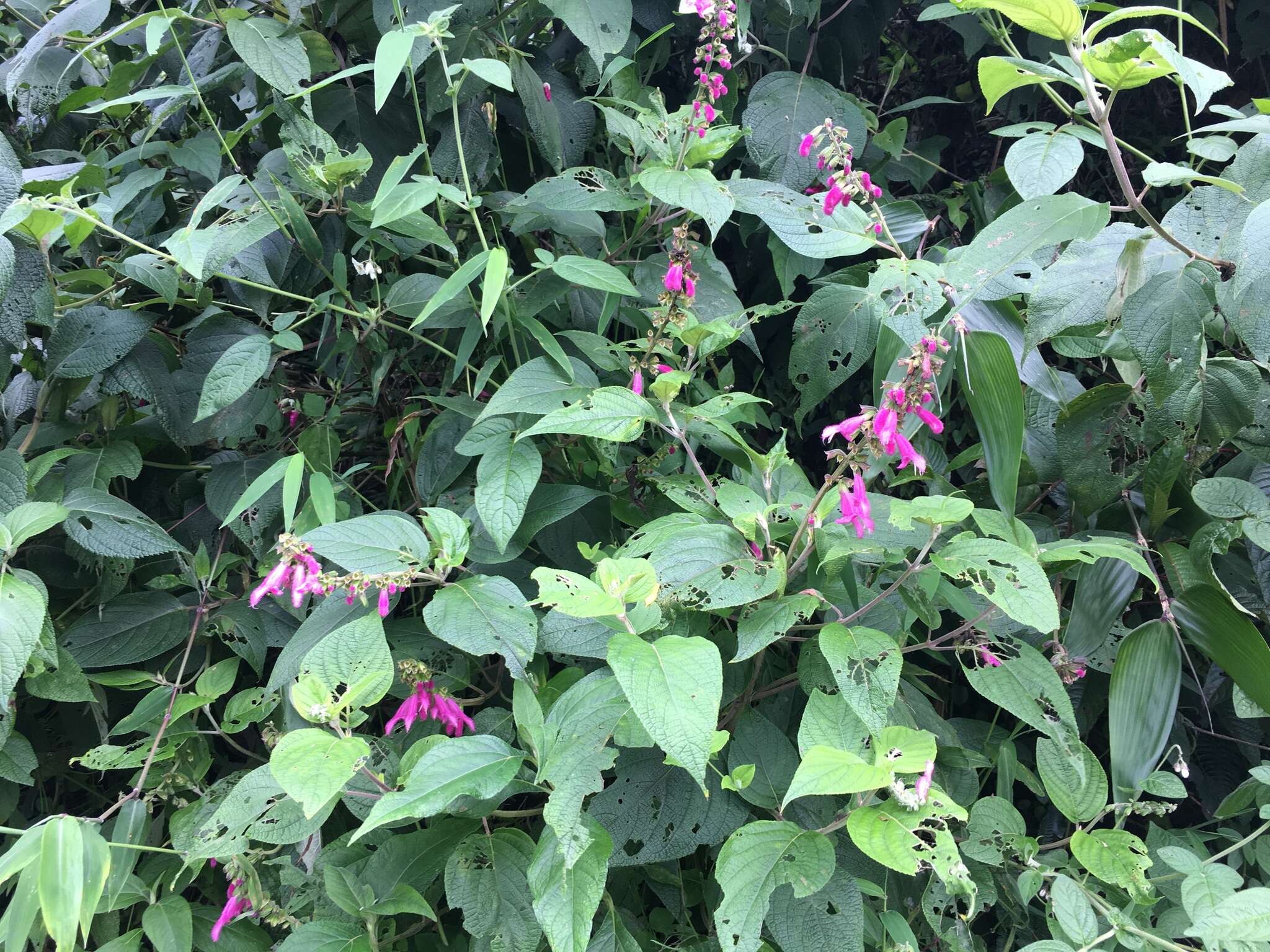 Image of Salvia tortuosa Kunth