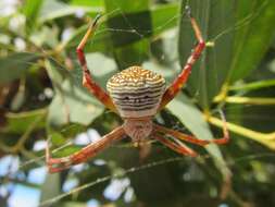 Image of Argiope kochi Levi 1983