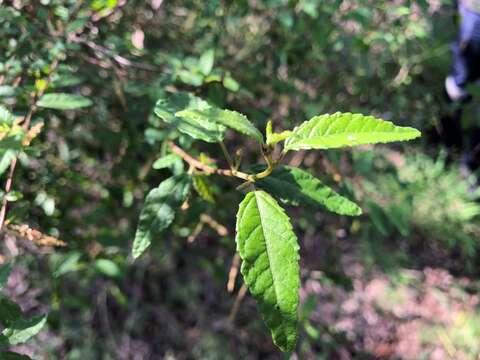 Acalypha eremorum Müll. Arg. resmi