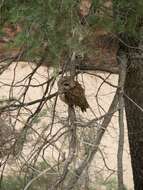 Image of Spotted Owl