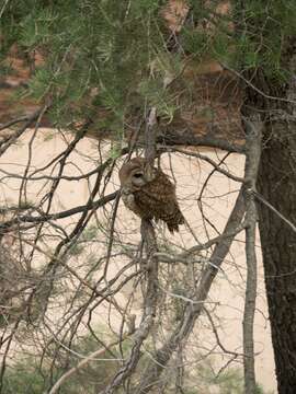 Image of Spotted Owl