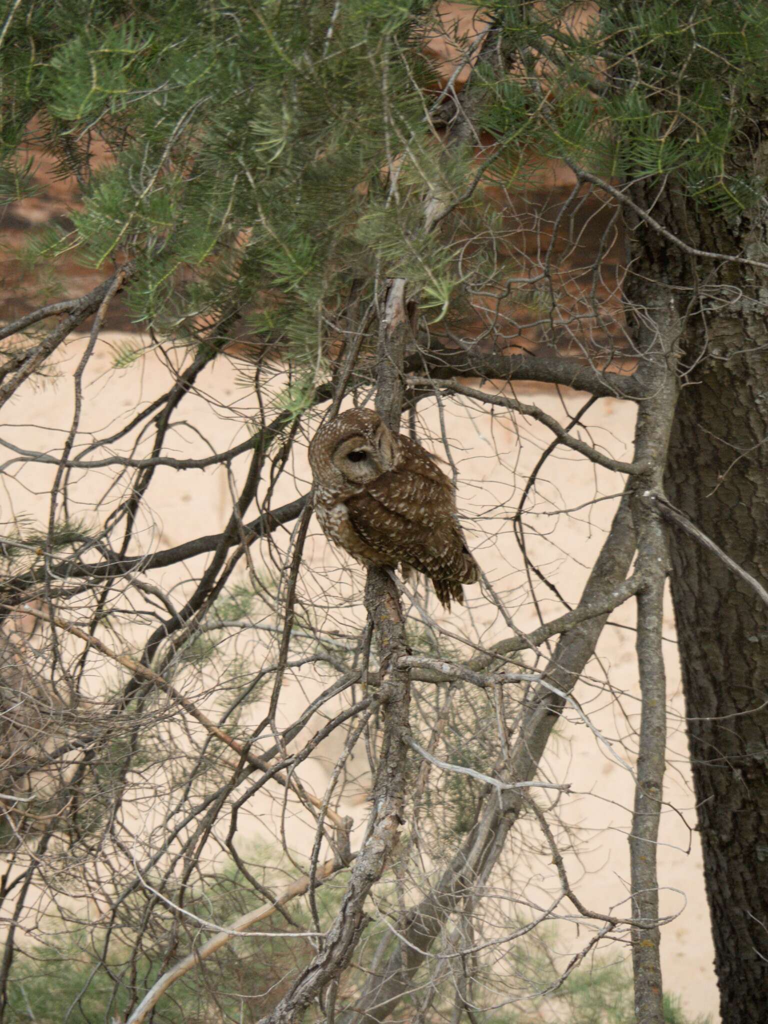 Image of Spotted Owl